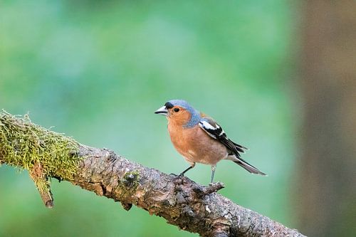 Chaffinch – Fingilla coelebs