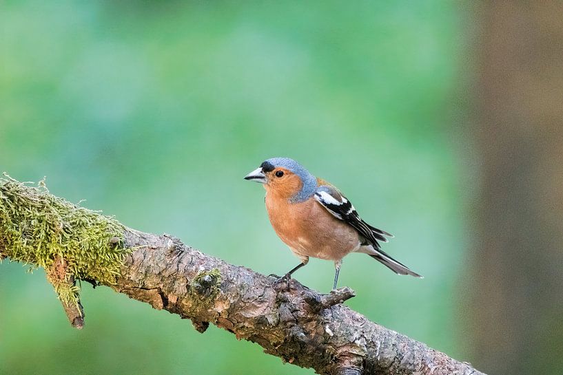 Vink – Fingilla coelebs van whmpictures .com