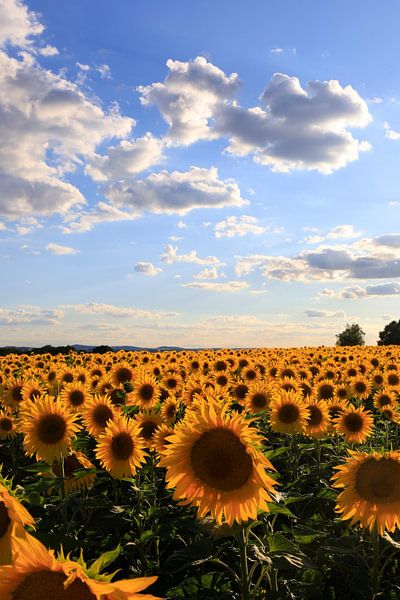 Summer landscape with sunflowers by Thomas Jäger