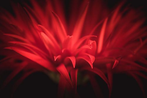 Rode Gerbera - Rode bloemen met betekenis van Sandra Hazes