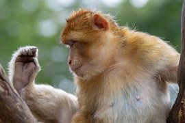 Berberaap vraagt zich af wat dat nou is