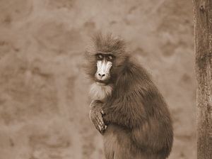 Mandrill in Sepia