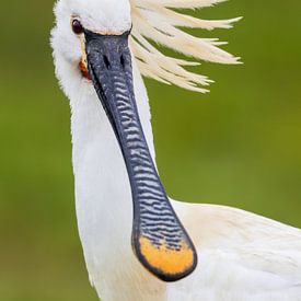 Die Frisur sitzt - Löffler im Porträt von Daniela Beyer