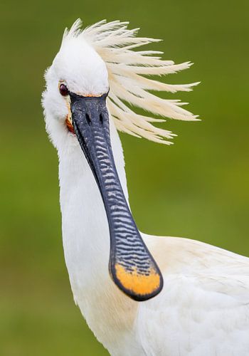 Die Frisur sitzt - Löffler im Porträt von Daniela Beyer