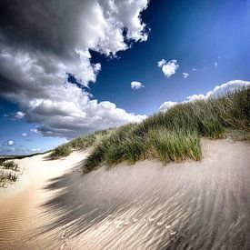 Plume de dune sur Peter van der Waard
