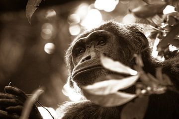 Chimpansee van Hans de Bruyne