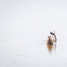 Alle eendjes zwemmen in het water van Coert van Opstal