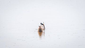 Alle Enten schwimmen im Wasser von Coert van Opstal