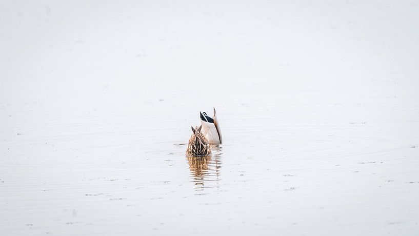 Tous les canards nagent dans l'eau par Coert van Opstal