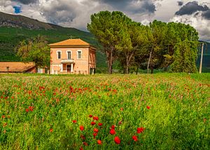 Bauernhof in Italien mit blühendem Mohn II