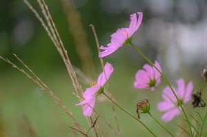 cosmos bipinnatus by Tania Perneel