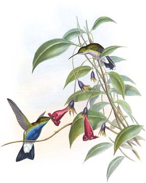 Plumeleteer met blauwbaas, John Gould van Hummingbirds