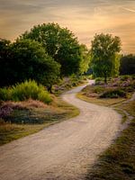 Path through the forest on the Heath in Hilversum