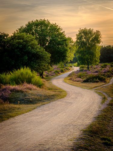 Pad door het bos op de Heide in Hilversum