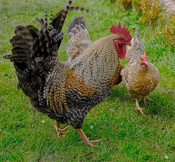 Rooster with chicken by Frank Dotulong