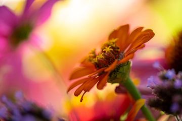 Fleurs colorées dans la lumière du soleil sur elma maaskant