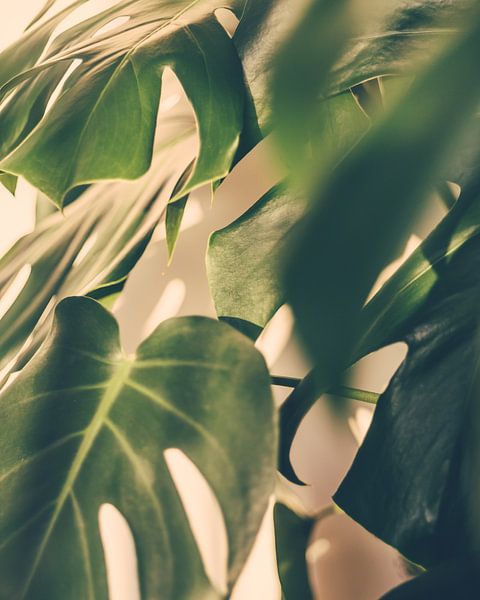 Monstera Deliciosa Lochpflanze von Patrycja Polechonska auf ArtFrame,  Leinwand, Poster und mehr | Art Heroes