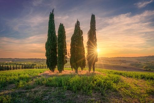 Gruppe toskanischer Zypressen bei Sonnenuntergang mit Sonnenstrahlen