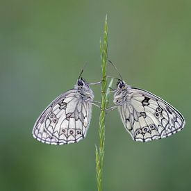 Two of a kind by Esther Ehren