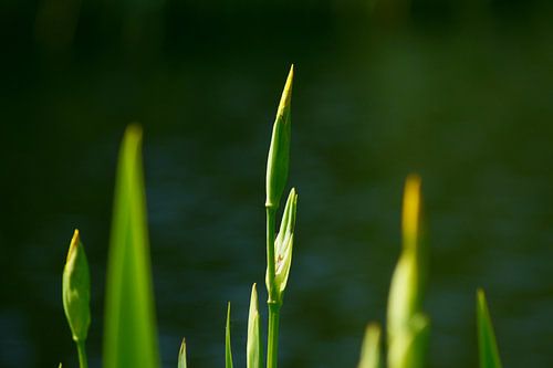 Waterplant