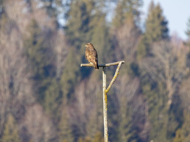 Buzzard keeps a lookout by Teresa Bauer