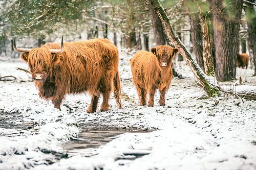Schotse Hooglander runderen in de sneeuw tijdens de winter