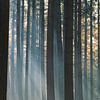 La forêt dans le brouillard avec le soleil sur Ideasonthefloor