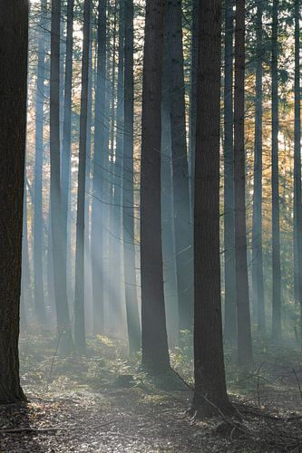 Wald im Nebel mit Sonnenlicht