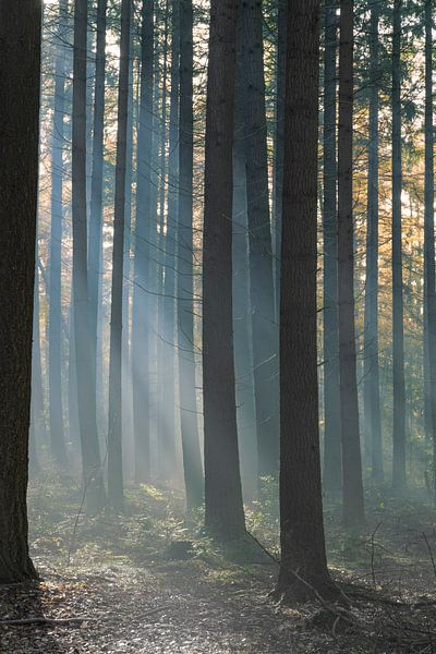 La forêt dans le brouillard avec le soleil par Ideasonthefloor