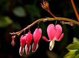 Gebroken hartjes by Leo Langen