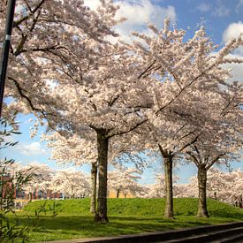 japansa cherry blossom by Frank Janssen