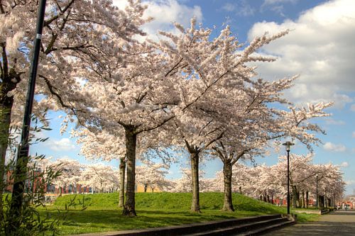 japans kirschblüte