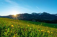 Blumenwiese über den Oberallgäuer Alpen von Leo Schindzielorz Miniaturansicht