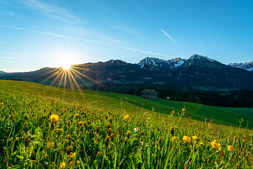 Bloemenweide boven de Oberallgäuer Alpen