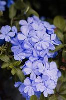 Purple flowers from France
