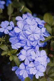 Lila Blumen aus Frankreich von Karibu Fotografie