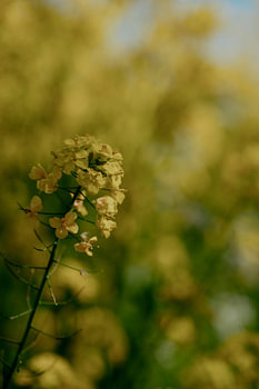 Rapeseed flowers in the golden light
