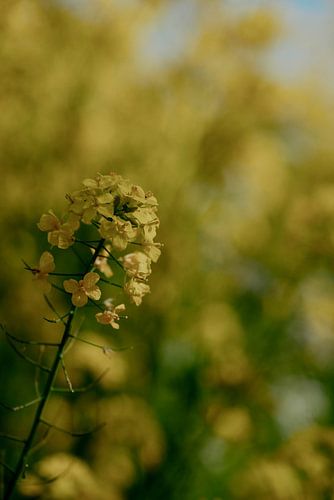 Koolzaadbloem in het gouden licht