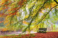 Bankje in het Amsterdamse bos in de herfst van Dennis van de Water thumbnail