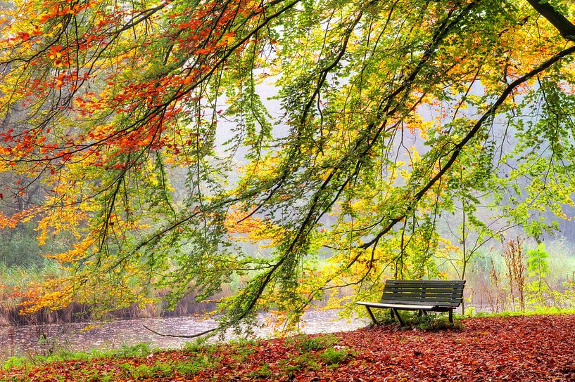 Bankje in het Amsterdamse bos in de herfst van Dennis van de Water