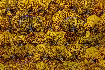 Gelbe Veilchen mit schwarzen Streifen. ( Tarnung ) von Marjolijn van den Berg