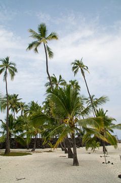 palm trees van Andrea Ooms
