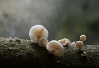 Porcelain mushroom magic light