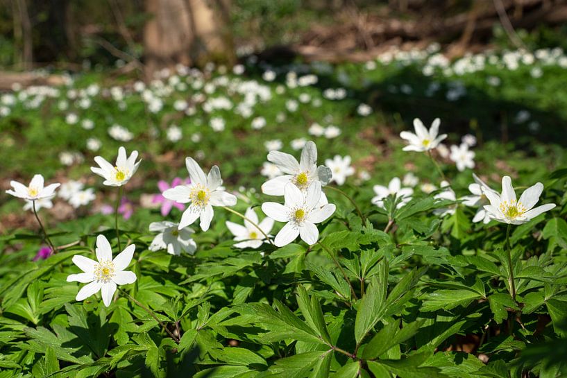 Buschwindröschen, Anemone nemorosa von Alexander Ludwig