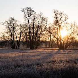 Weiland en bomen in de winter, landschapsopname in de ochtend van Fotos by Jan Wehnert