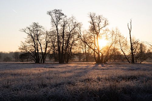 Weiland en bomen in de winter, landschapsopname in de ochtend