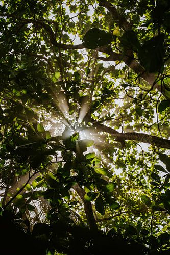 Reisfotografie “Licht” | Costa Rica |  Midden Amerika | Cahuita | |Zwart wit| Bomen | Fotografie | Foto Print | Art Print