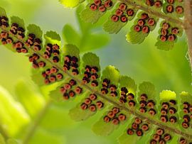 fern magazine by Marieke Funke