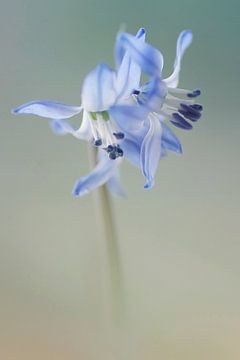 Snowdrop by Marlies Prieckaerts