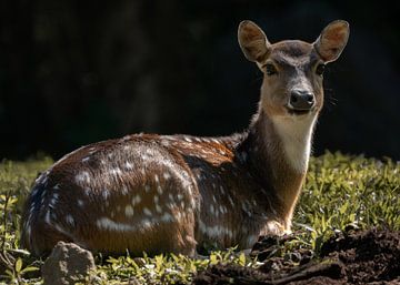 Ein Axis Deer Weibchen schaut in die Kamera